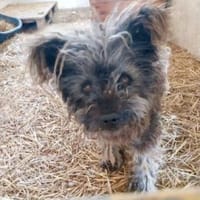 Toto 45 cm (Pflegestelle), Hund zur Adoption