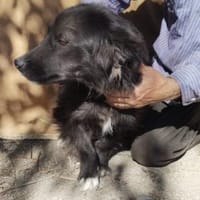 Luna 37 cm (Pflegestelle), Hündin zur Adoption