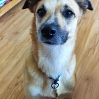 Molly - eine zarte Maus, Hündin zur Adoption