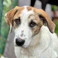 Daphne, Hündin zur Adoption