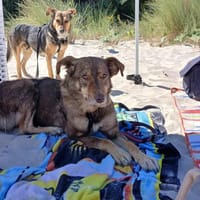 Mondo - ist ein sanfter Schatz, Hund zur Adoption
