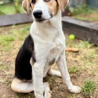 Yuna, Hündin zur Adoption