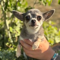 Shana CAA13989, chienne à adopter