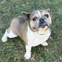 Preston CAA13986, chien à adopter