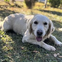 Toscane CAA13985, chienne à adopter