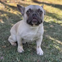 Vox (Tintin) CAA13991, chien à adopter