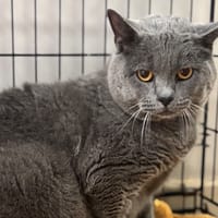 Toulouse CAB4481, chat à adopter