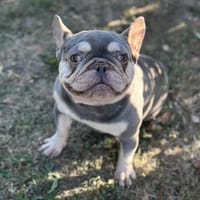 Jack CAA13990, chien à adopter