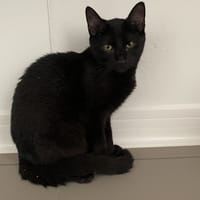 May, chat à adopter