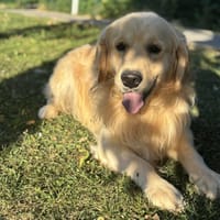Tresor CAA13983, chien à adopter
