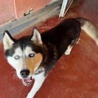 kaloo paa22980, chien à adopter