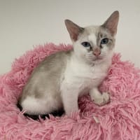 Kowalski (réservé), chat à adopter