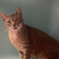 Titi, chat à adopter