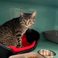 UBU, chat à adopter