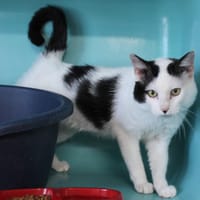 USB, chat à adopter