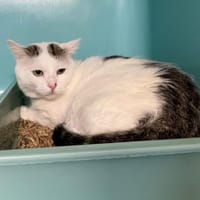 MAUI NUI, chat à adopter