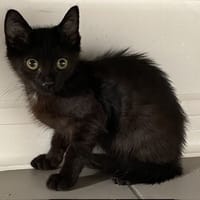 Maki, chat à adopter