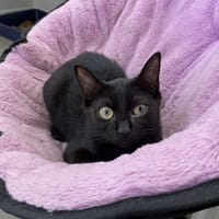 Matcha, chatte à adopter
