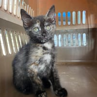 PENELOPE, chatte à adopter