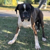 Ares CAA13979, chien à adopter