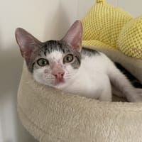 Soldat, chat à adopter