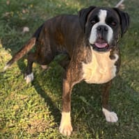 Talia CAA13978, chienne à adopter