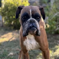 Oric CAA13977, chien à adopter