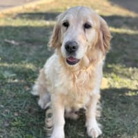 Perle CAA13984, chienne à adopter