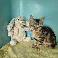 ATLANTA, chatte à adopter