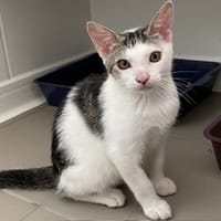 Skipper (réservé), chat à adopter