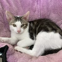 Rico, chat à adopter