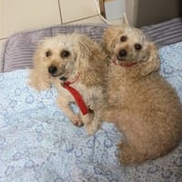 Jacquot, chien à adopter