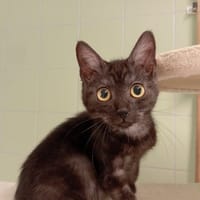 MARCO, chat à adopter