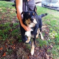 DARIUS, chien à adopter