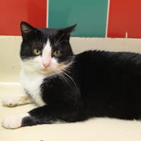 CABREL PAB27050, chat à adopter