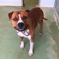 LETO, chien à adopter