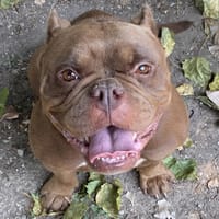 GUCCI (Réservée), chienne à adopter