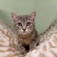 MIMOSA, chatte à adopter