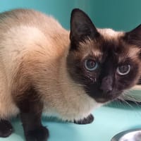MIEL POPS QCT, chatte à adopter