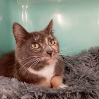 MICHA, chatte à adopter