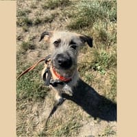 WERNER HAA24087, chien à adopter