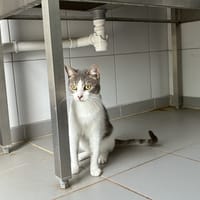 KIRA, chat à adopter