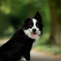 Rogue, chien à adopter