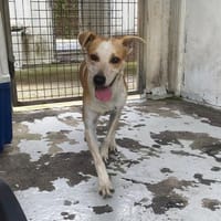 KAIS, chienne à adopter
