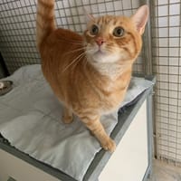 Indalo, chat à adopter