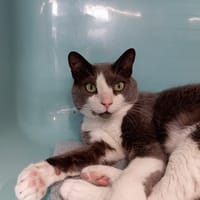 NUSHI, chat à adopter