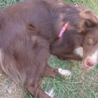 Moka, chien à adopter
