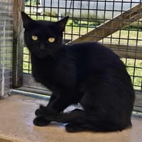 Bolo, chatte à adopter