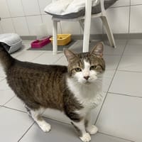 CARAMEL, chat à adopter