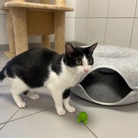 PRINCESSE, chatte à adopter